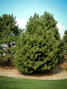 Сосна Чёрная (Pinus Nigra) купить по цене от 270.00р. в интернет-магазине «Посадика» с доставкой почтой в в Когалыме и по всей России – [изображение №1].