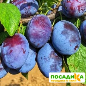 Слива Чачакская ранняя купить по цене от 229.00р. в интернет-магазине «Посадика» с доставкой почтой в в Когалыме и по всей России – [изображение №1].