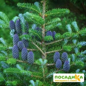 Пихта корейская (Abies koreana) купить по цене от 450.00р. в интернет-магазине «Посадика» с доставкой почтой в в Когалыме и по всей России – [изображение №1].