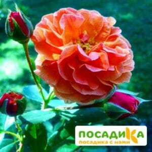 Роза Арабия купить по цене от 350.00р. в интернет-магазине «Посадика» с доставкой почтой в в Когалыме и по всей России – [изображение №1].