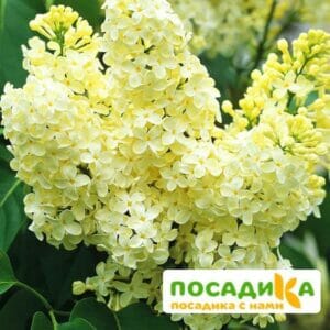 Сирень Примроуз (Primrose) купить по цене от 529.00р. в интернет-магазине «Посадика» с доставкой почтой в в Когалыме и по всей России – [изображение №1].