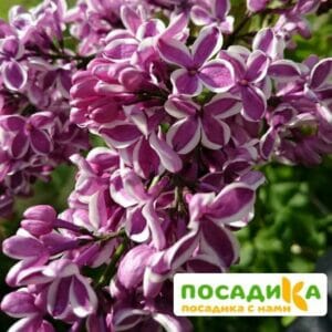 Сирень Сенсация купить по цене от 529.00р. в интернет-магазине «Посадика» с доставкой почтой в в Когалыме и по всей России – [изображение №1].