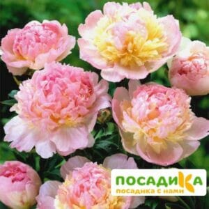 Пион Распберри Сандей (Paeonia Raspberry Sundae) купить по цене от 959р. в интернет-магазине «Посадика» с доставкой почтой в в Когалыме и по всей России – [изображение №1].