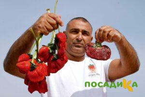 Клубника Гигант Джорнея купить по цене от 266р. в интернет-магазине «Посадика» с доставкой почтой в в Когалыме и по всей России – [изображение №1].