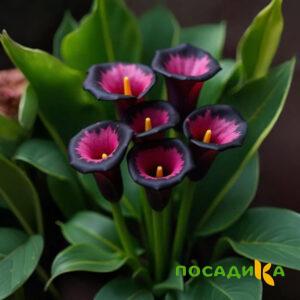 Калла Аура Лейс купить по цене от 400р. в интернет-магазине «Посадика» с доставкой почтой в в Когалыме и по всей России – [изображение №1].