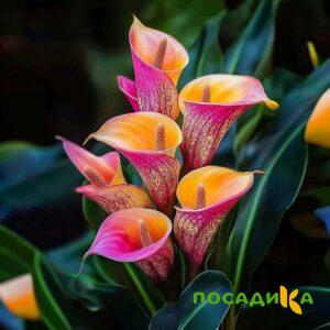 Калла Оникс купить по цене от 450р. в интернет-магазине «Посадика» с доставкой почтой в в Когалыме и по всей России – [изображение №1].