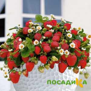 Клубника Рубиновый Шепот (горшечная) купить по цене от 240р. в интернет-магазине «Посадика» с доставкой почтой в в Когалыме и по всей России – [изображение №1].