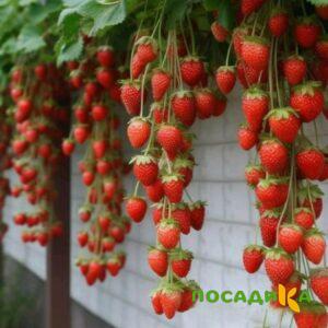 Клубника вьющаяся Комплимент купить по цене от 470р. в интернет-магазине «Посадика» с доставкой почтой в в Когалыме и по всей России – [изображение №1].