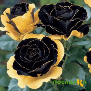 Роза Ханни Сикл купить по цене от 700р. в интернет-магазине «Посадика» с доставкой почтой в в Когалыме и по всей России – [изображение №1].