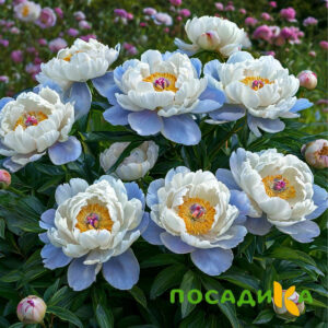 Пион акварельный Этюд купить по цене от 806р. в интернет-магазине «Посадика» с доставкой почтой в в Когалыме и по всей России – [изображение №1].
