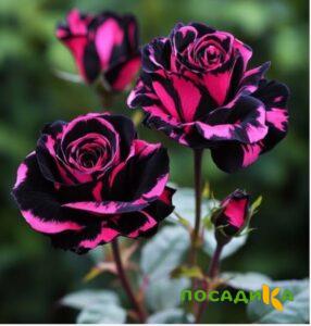 Роза Багровый Шепот купить по цене от 366р. в интернет-магазине «Посадика» с доставкой почтой в в Когалыме и по всей России – [изображение №1].