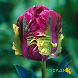 Тюльпан Экзотик Хэвен купить по цене от 186р. в интернет-магазине «Посадика» с доставкой почтой в в Когалыме и по всей России – [изображение №1].