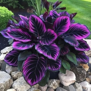 Хоста Люминоза купить по цене от 450р. в интернет-магазине «Посадика» с доставкой почтой в в Когалыме и по всей России – [изображение №1].