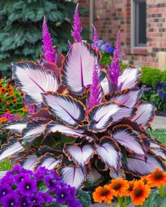 Хоста Кримэн Дрим купить по цене от 549р. в интернет-магазине «Посадика» с доставкой почтой в в Когалыме и по всей России – [изображение №1].