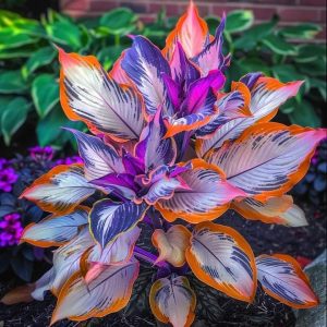 Хоста Эмеральд Тиара купить по цене от 602р. в интернет-магазине «Посадика» с доставкой почтой в в Когалыме и по всей России – [изображение №1].