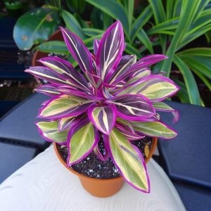 Хоста Сильвер Стик купить по цене от 650р. в интернет-магазине «Посадика» с доставкой почтой в в Когалыме и по всей России – [изображение №1].