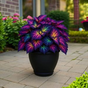 Хоста Фрости Блю купить по цене от 389р. в интернет-магазине «Посадика» с доставкой почтой в в Когалыме и по всей России – [изображение №1].