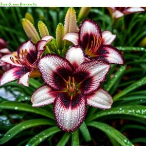 Лилейник Крим Сикл купить по цене от 799р. в интернет-магазине «Посадика» с доставкой почтой в в Когалыме и по всей России – [изображение №1].