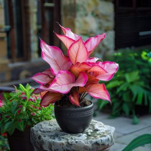 Хоста Розовая Симфония купить по цене от 800р. в интернет-магазине «Посадика» с доставкой почтой в в Когалыме и по всей России – [изображение №1].