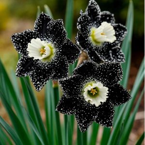 Нарцисс Кассата купить по цене от 372р. в интернет-магазине «Посадика» с доставкой почтой в в Когалыме и по всей России – [изображение №1].