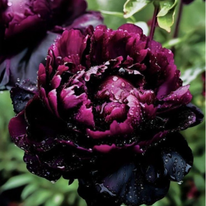 Пион Темный Сад купить по цене от 421р. в интернет-магазине «Посадика» с доставкой почтой в в Когалыме и по всей России – [изображение №1].