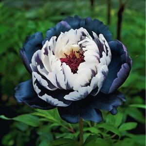 Пион Древовидный Инь-Янь купить по цене от 419р. в интернет-магазине «Посадика» с доставкой почтой в в Когалыме и по всей России – [изображение №1].