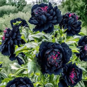 Пион древовидный Сердце Афродиты купить по цене от 600р. в интернет-магазине «Посадика» с доставкой почтой в в Когалыме и по всей России – [изображение №1].