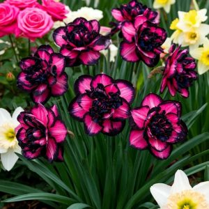 Нарцисс Золотая Корона купить по цене от 2000р. в интернет-магазине «Посадика» с доставкой почтой в в Когалыме и по всей России – [изображение №1].