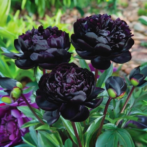 Пион Королевский Бархат купить по цене от 419р. в интернет-магазине «Посадика» с доставкой почтой в в Когалыме и по всей России – [изображение №1].