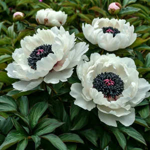 Пион Инк Эн купить по цене от 429р. в интернет-магазине «Посадика» с доставкой почтой в в Когалыме и по всей России – [изображение №1].