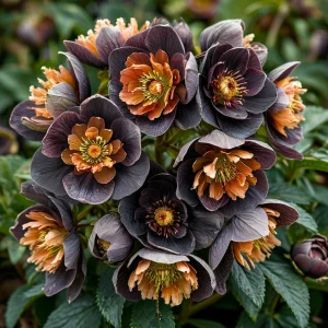 Морозник Блум Айс купить по цене от 499р. в интернет-магазине «Посадика» с доставкой почтой в в Когалыме и по всей России – [изображение №1].