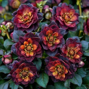 Морозник Сноу Дроп купить по цене от 348р. в интернет-магазине «Посадика» с доставкой почтой в в Когалыме и по всей России – [изображение №1].