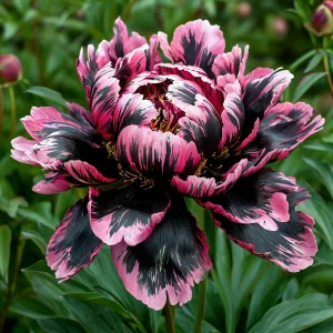 Пион Дроп Руби купить по цене от 469р. в интернет-магазине «Посадика» с доставкой почтой в в Когалыме и по всей России – [изображение №1].