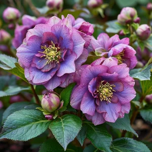 Морозник Айс Принцесс Чарм купить по цене от 650р. в интернет-магазине «Посадика» с доставкой почтой в в Когалыме и по всей России – [изображение №1].