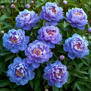 Пион Голубой лотос купить по цене от 590р. в интернет-магазине «Посадика» с доставкой почтой в в Когалыме и по всей России – [изображение №1].