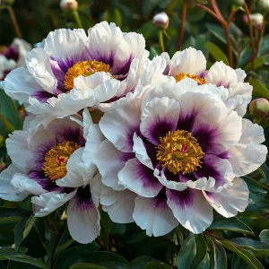 Пион Эко Саммер купить по цене от 548р. в интернет-магазине «Посадика» с доставкой почтой в в Когалыме и по всей России – [изображение №1].