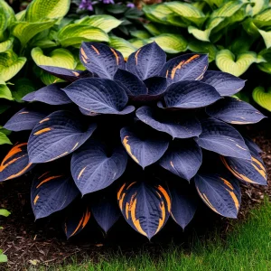 Хоста Умбра купить по цене от 349р. в интернет-магазине «Посадика» с доставкой почтой в в Когалыме и по всей России – [изображение №1].