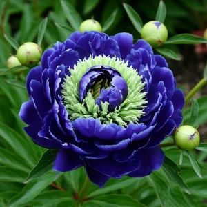 Пион Дримвивер купить по цене от 417р. в интернет-магазине «Посадика» с доставкой почтой в в Когалыме и по всей России – [изображение №1].