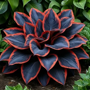 Хоста Солнечный Агат купить по цене от 440р. в интернет-магазине «Посадика» с доставкой почтой в в Когалыме и по всей России – [изображение №1].