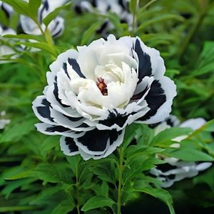 Пион Монохромный Шик купить по цене от 429р. в интернет-магазине «Посадика» с доставкой почтой в в Когалыме и по всей России – [изображение №1].