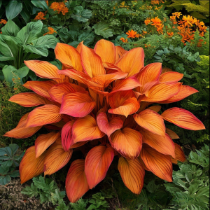 Хоста Солнечный Нектар купить по цене от 605р. в интернет-магазине «Посадика» с доставкой почтой в в Когалыме и по всей России – [изображение №1].