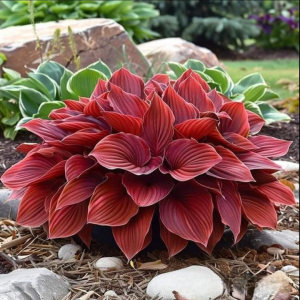 Хоста Малыш Шедевр купить по цене от 421р. в интернет-магазине «Посадика» с доставкой почтой в в Когалыме и по всей России – [изображение №1].