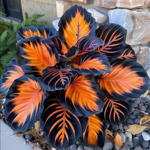 Хоста Сикрет Форест купить по цене от 601р. в интернет-магазине «Посадика» с доставкой почтой в в Когалыме и по всей России – [изображение №1].