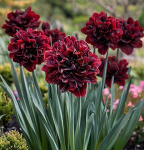 Нарцисс Малиновая Вуаль купить по цене от 3000р. в интернет-магазине «Посадика» с доставкой почтой в в Когалыме и по всей России – [изображение №1].