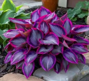 Хоста Сикрет Гарденс купить по цене от 549р. в интернет-магазине «Посадика» с доставкой почтой в в Когалыме и по всей России – [изображение №1].