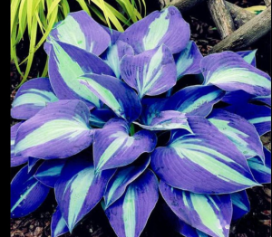 Хоста Аурелия купить по цене от 450р. в интернет-магазине «Посадика» с доставкой почтой в в Когалыме и по всей России – [изображение №1].